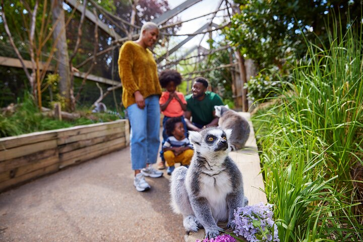 Family in ring-tailed lemur walk-through exhibit